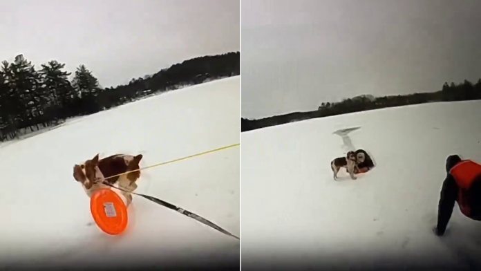 Vídeo: cachorro se arrisca em lago congelado e salva dono que caiu na água nos EUA