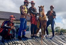 Câmara aprova projeto para proteção de animais afetados por desastres